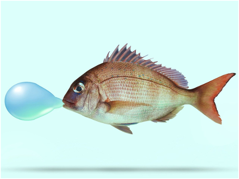 fish-snapper-blow-ballon-5177679