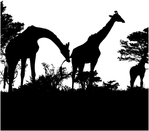 giraffe-animals-silhouette-wildlife-7210396