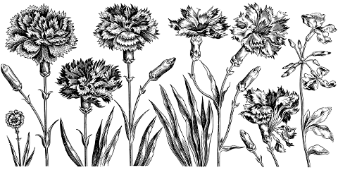 flowers-drawing-art-floral-bloom-7175136