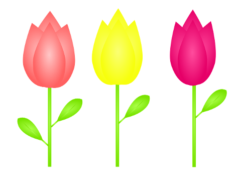 tulips-tulip-to-flourish-cut-off-6884363
