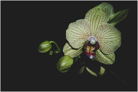 orchid-background-black-flower-5149638