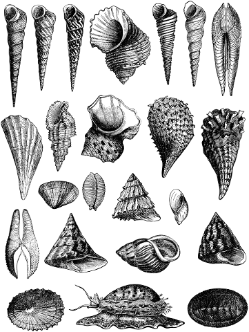 sea-shells-shells-vintage-line-art-4290814