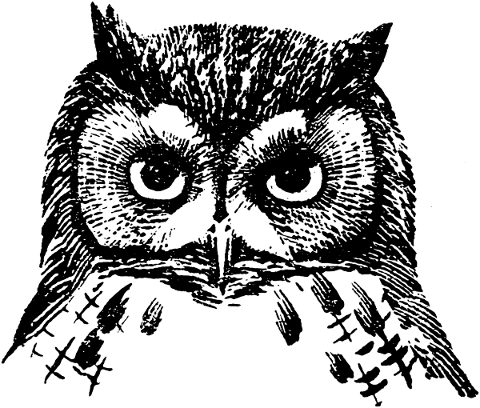 screech-owl-owl-bird-bird-of-prey-5122580