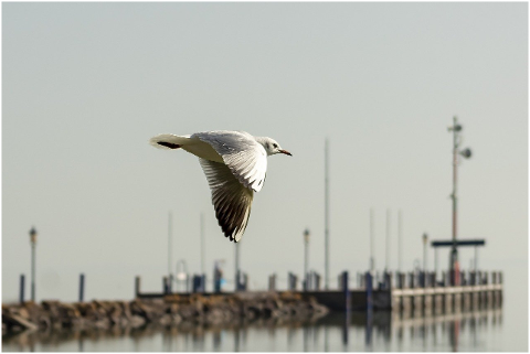 seagull-bird-wings-flight-water-6053852
