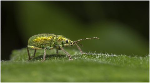 nettle-weevil-phyllobius-pomaceus-4808561