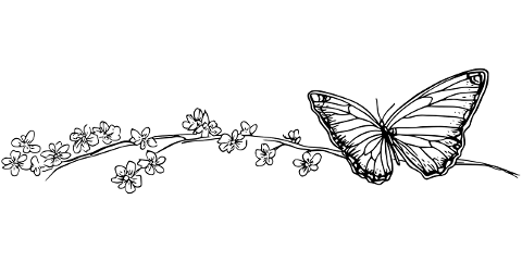 butterfly-insect-nature-spring-10028187