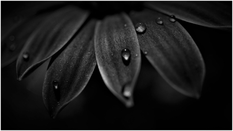 petals-black-white-dark-5100957