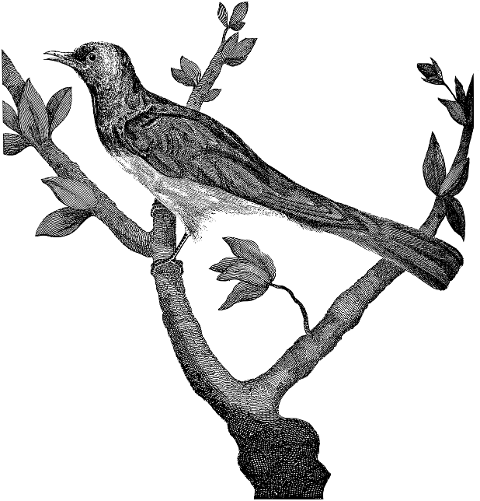cuckoo-bird-branch-animal-line-art-7384754