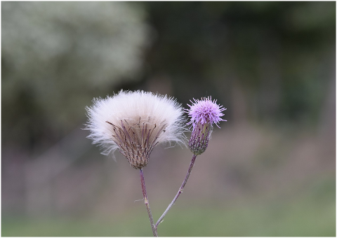 thistle-flowers-thorny-plants-4444164