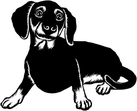 dog-pet-animal-dachshund-domestic-7336937