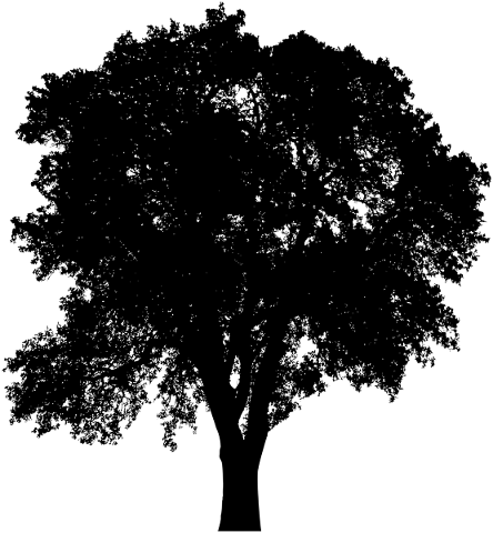 silhouette-tree-plant-foliage-wood-5594753