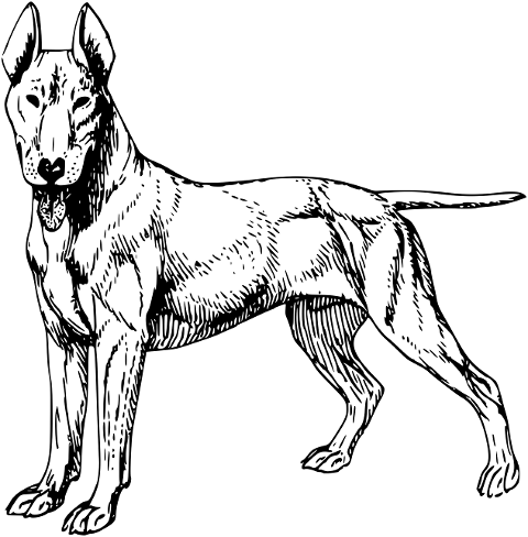 bull-terrier-dog-animal-canine-pet-7136942