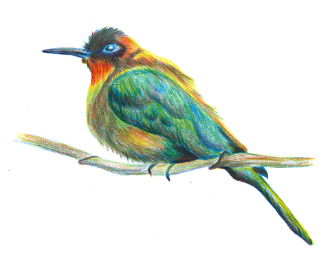 bird-ornithology-hand-drawing-6982028