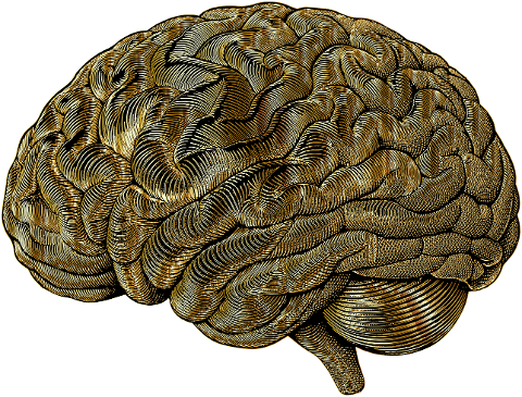 brain-mind-anatomy-biology-9565814