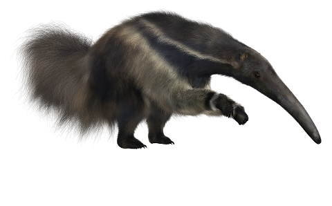 anteater-giant-animal-tongue-4332521