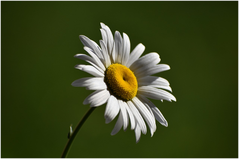 daisy-flower-white-bloom-summer-4342780