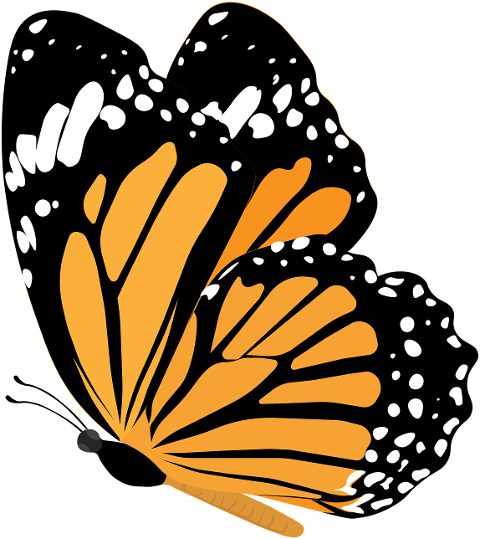 butterfly-insect-moth-cutout-6946461