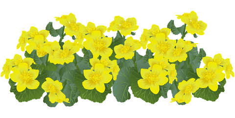 flowers-marsh-marigolds-marigolds-6273055