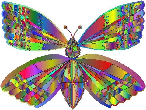 butterfly-insect-colorful-wings-6224096