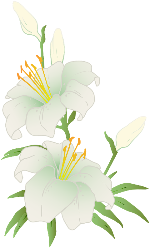 lilies-white-flowers-flowers-spring-7855354
