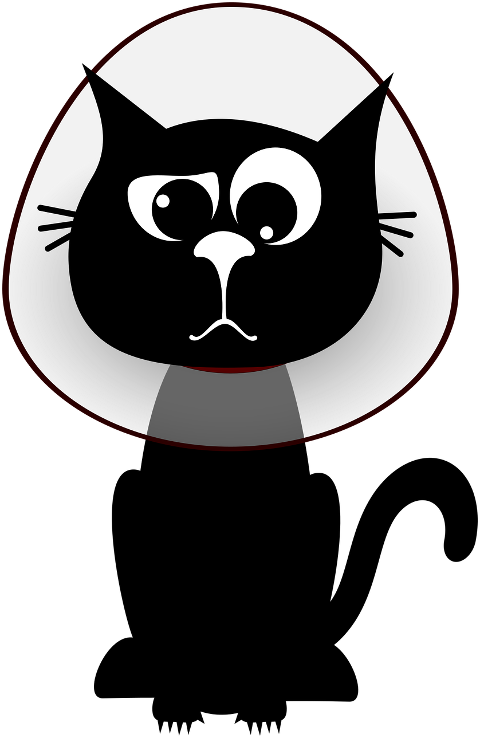 cat-kitten-black-cats-pet-animal-10038732