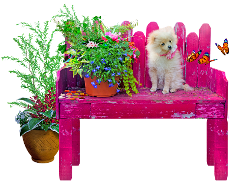 dog-bench-butterflies-dog-on-bench-6008006