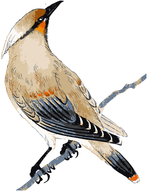 waxwing-bird-animal-feathers-beak-6791939