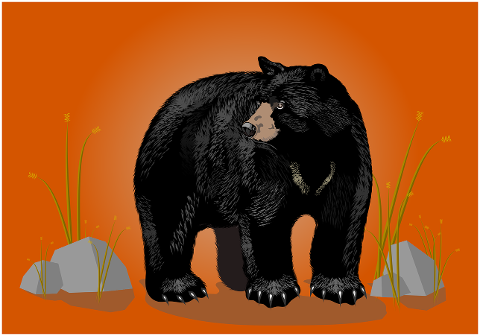 bear-black-bear-wild-wildlife-7736953