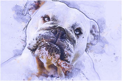 bulldog-dog-photo-art-6221776
