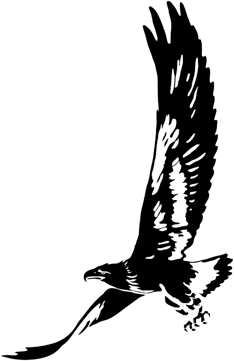 eagle-bird-animal-decorative-7872315