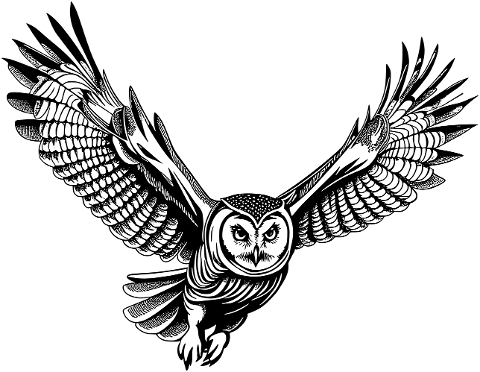 owl-animal-bird-ornithology-8650607