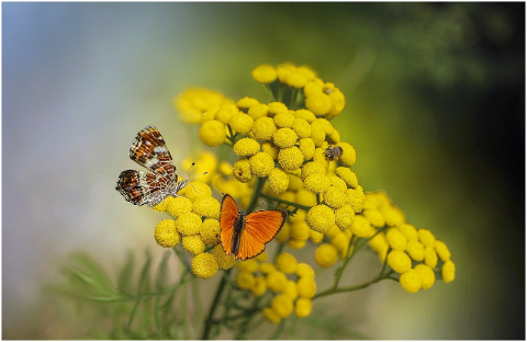 butterflies-flowers-insects-6017914