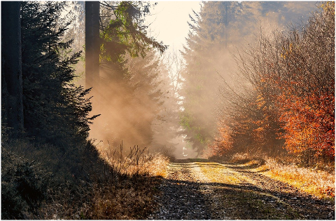 autumn-forest-path-forest-path-6014556