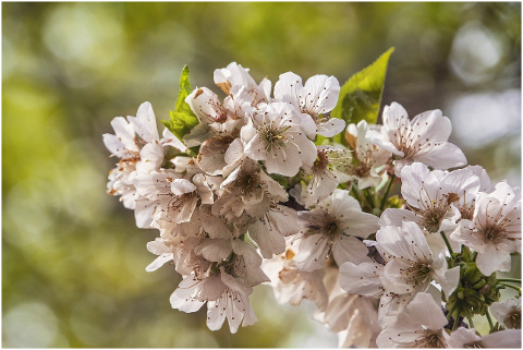 cherry-blossom-flowers-spring-6148256