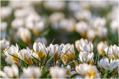 flowers-crocus-petals-spring-6141542