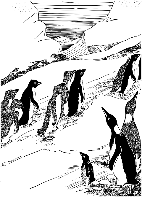 birds-penguins-animals-line-art-7148335