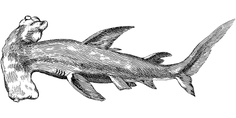 shark-animal-line-art-marine-ocean-7384717