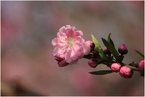 cherry-blossom-flowers-spring-6232303