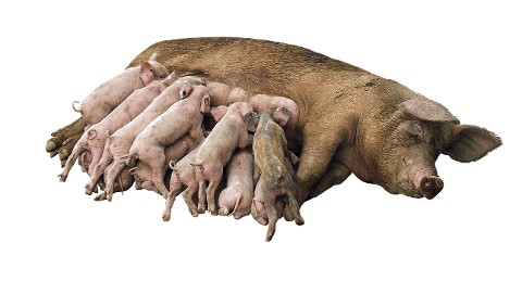 sow-piglets-pigs-animals-lactation-6047418