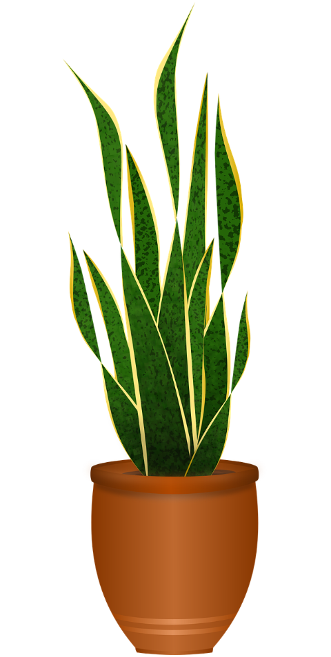 plant-pot-potted-plant-indoor-plant-8671875