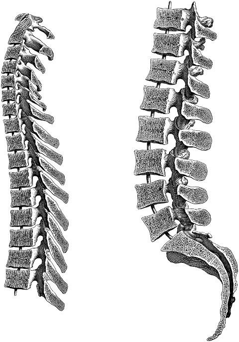 spine-vertebrae-bones-skeleton-7156358