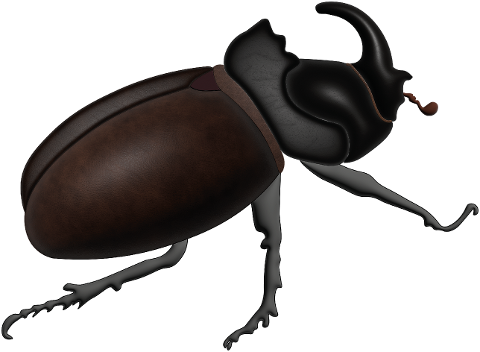 insect-rhinoceros-beetle-beetle-7161934