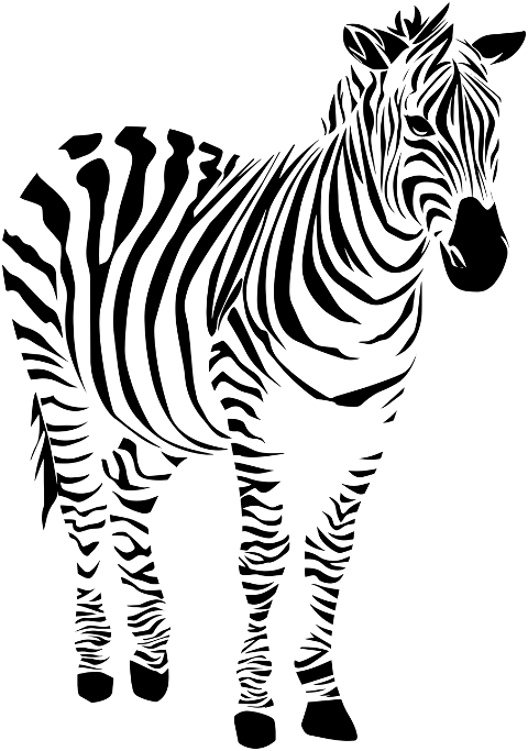 zebra-animal-silhouette-wildlife-6143951