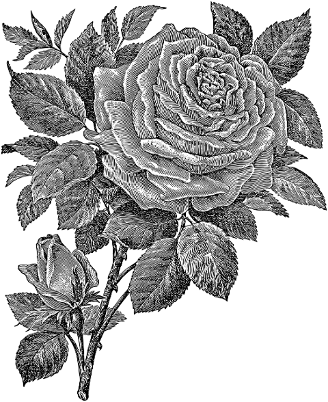 rose-flower-line-art-plant-7297613
