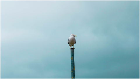 baltic-sea-gull-bird-water-coast-4359589