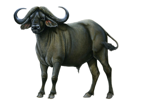 cape-buffalo-animal-wildlife-6302395