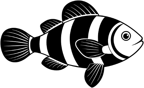 clown-fish-fish-animal-aquatic-8853411