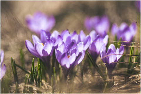 crocus-flowers-plants-6052952