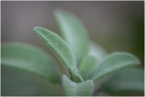 sage-plant-detail-leaves-green-4516894