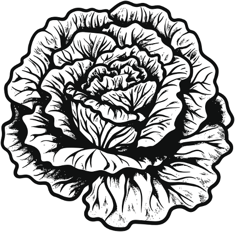 plant-black-line-art-tropical-plants-8912825